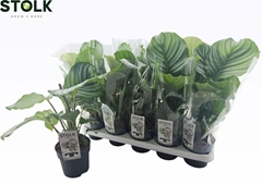 Calathea Orbifolia 12Ø 40cm