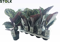 Calathea Medallion 12Ø 35cm