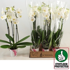 Phalaenopsis Nottingham 12Ø 60cm 3st