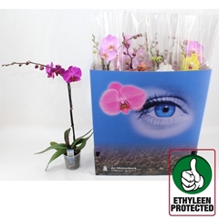 Phalaenopsis Mix 6 Colours 12Ø 70cm 1st