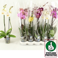 Phalaenopsis Mix 6 Colours 12Ø 60cm 2st