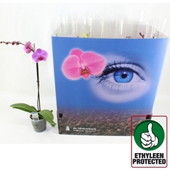 Phalaenopsis Mix 6 Colours 12Ø 60cm 1st