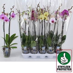 Phalaenopsis Mix 6 Colours 12Ø 60cm 2st