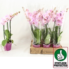 Phalaenopsis Lovable Luz 12Ø 50cm 3st