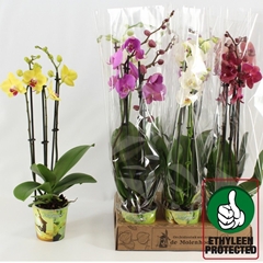Phalaenopsis Mix 4 Colours 12Ø 60cm 3st