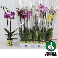 Phalaenopsis Mix 6 Colours 12Ø 70cm 2st