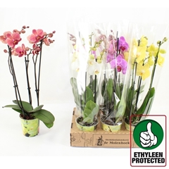 Phalaenopsis Mix 4 Colours 12Ø 50cm 3st