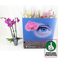 Phalaenopsis Mix 6 Colours 12Ø 60cm 3st