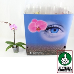 Phalaenopsis Mix 6 Colours 12Ø 50cm 1st