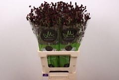 Sanguisorba Officinalis Black Dream Select 70cm