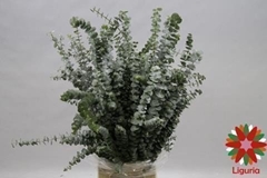 Eucalyptus Baby Blue Per Bunch 70cm 200gr.
