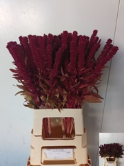 Amaranthus Cruentus Red Cathedral 70cm