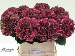 Hydrangea Pink Ruby Classic 80cm 19-21cm Hd