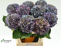 Hydrangea Royal Crown Classic 80cm 20-22cm Hd