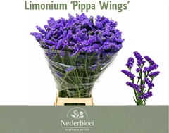 Limonium Sinuatum Pippa Wings 75cm 65gr.