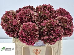 Hydrangea Pink Ruby Classic 50cm 16-18cm Hd