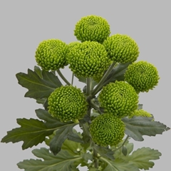 Chrysanth Spray Deligreen 70cm 60gr.