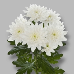 Chrysanth Spray Baltica 65cm 55gr.