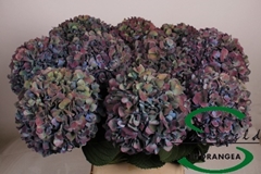 Hydrangea Pimpernel Classic 100cm 22-24cm Hd