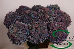 Hydrangea Pimpernel Classic 80cm 21-23cm Hd