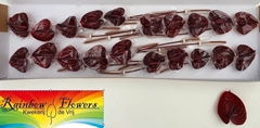 Anthurium Nero 9cm Hd
