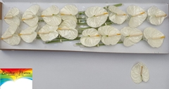 Anthurium Acropolis 11cm Hd