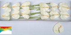 Anthurium Acropolis 13cm Hd