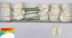Anthurium Acropolis 15cm Hd