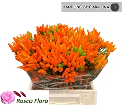 Capsicum Orange Fire 45cm