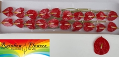 Anthurium Tropical 9cm Hd