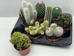 Cactus Mix 10Ø 13cm