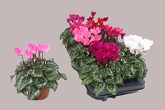 Cyclamen Super Serie Carino 10Ø 23cm