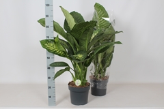 Dieffenbachia Reeva 24Ø 95cm