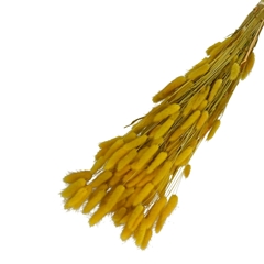 Dried Flowers Lagurus 65cm 100g