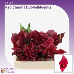 Zantedeschia Red Charm 40cm Twisted