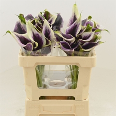 Zantedeschia Dubai Nights 50cm Twisted