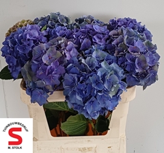 Hydrangea Pompidou Classic 70cm 22-24cm Hd