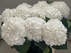 Hydrangea White Verena 80cm 22-24cm Hd
