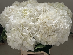 Hydrangea White Verena 65cm 18-20cm Hd
