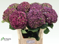 Hydrangea Beautensia Luxor Classic 80cm 22-24cm Hd
