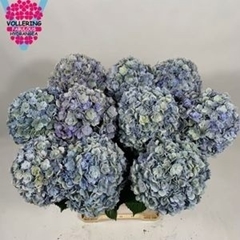 Hydrangea Adora Classic 60cm 14-16cm Hd