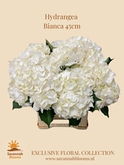 Hydrangea Bianca 45cm 16cm Hd