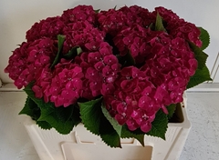 Hydrangea Mon Amour 50cm 10-12cm Hd