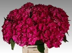 Hydrangea Mon Amour 60cm 13-15cm Hd