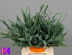 Cyrtomium Fortunei 40cm