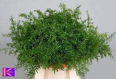 Asparagus Densiflorus Cwebe 40cm
