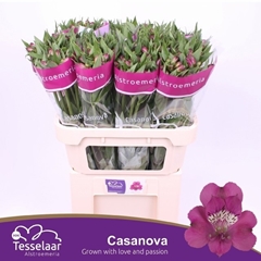 Alstroemeria Casanova 75cm 55gr.