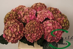 Hydrangea Royal Anastasia Classic 80cm 19-21cm Hd