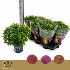 Chrysanthemum Jasoda Mix 15Ø 35cm