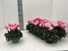 Cyclamen Mini Super Serie Verano 10Ø 23cm